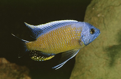 Copadichromis borleyi 'Namalenje Island'